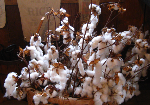 cotton in effingham museum