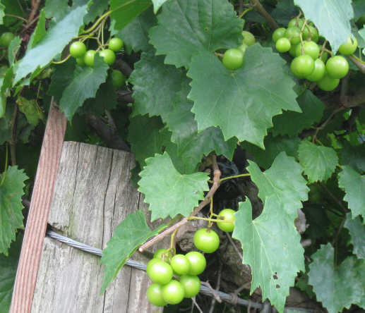 Scuppernong Grapes