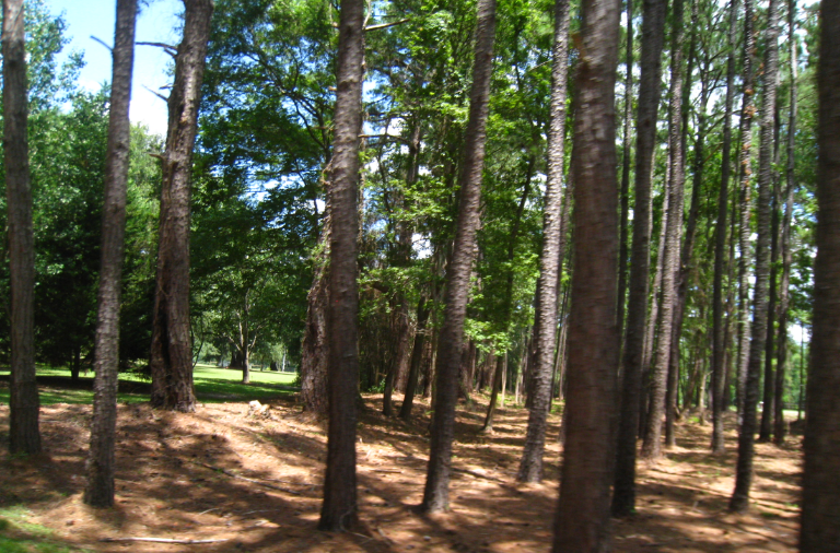 Woodlawn Trees