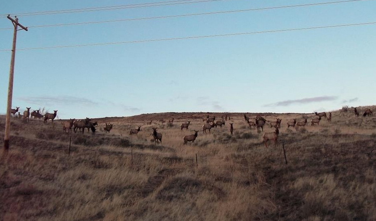 Elk Herd Old Vantage Hwy
