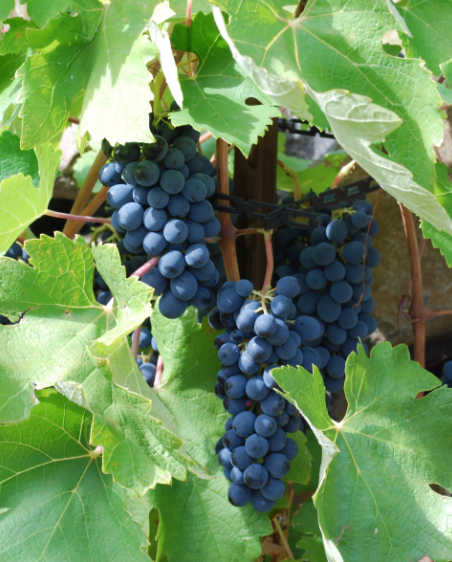 Red grapes WHC