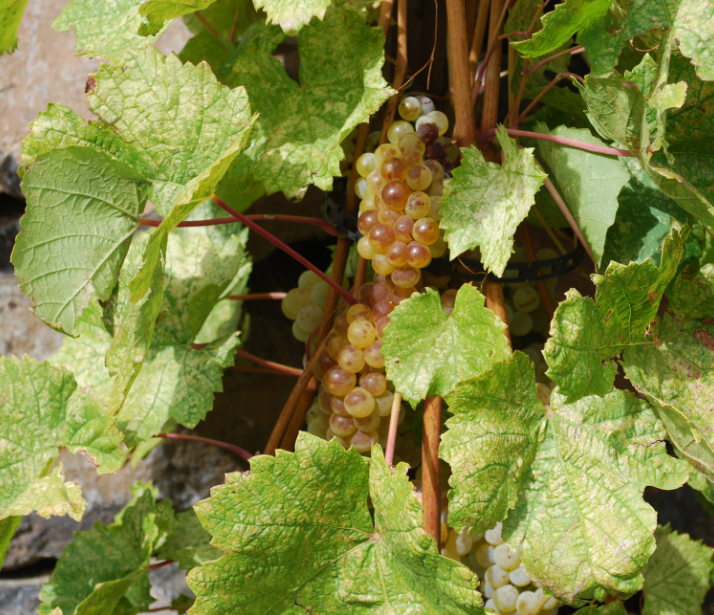 White Grapes WHC